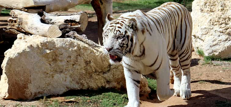 Photo 1 Safari Park Tour with Tickets