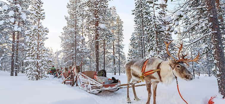 Photo 1 Arctic Skies – Evening Reindeer Safari