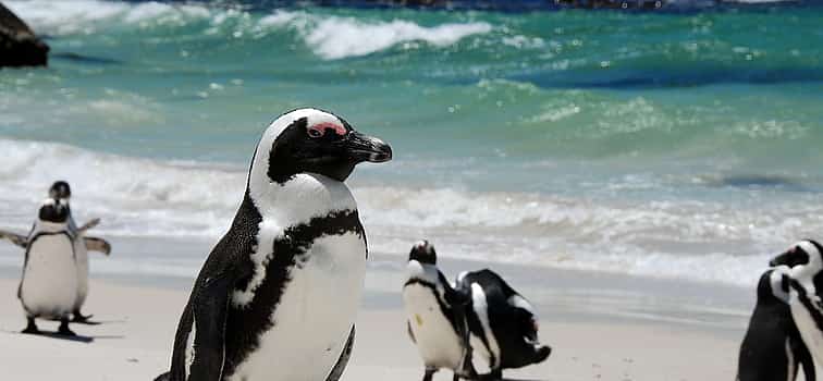 Photo 1 Cape of Good Hope and  Penguins Small Group Tour