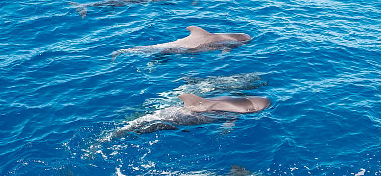 Photo 1 Whale Watching Catamaran in Costa Adeje
