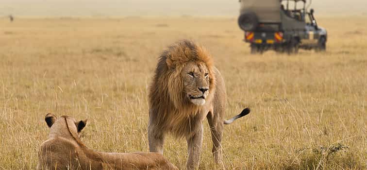 Photo 1 3-day Tour at Aquila Game Reserve. Big 5 Experience from Cape Town