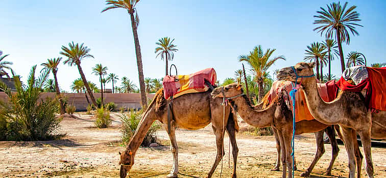 Photo 1 Marrakesh Palm Groves Sunset Camel Riding