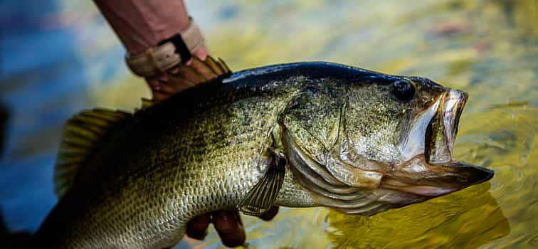 Photo 1 Cyprus Bass Fishing Tour