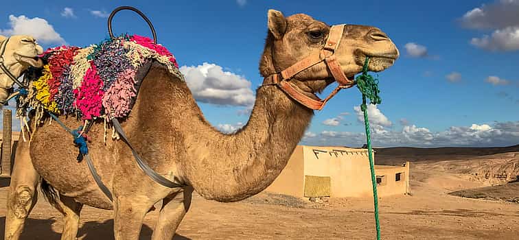 Photo 1 Day Trip to Atlas Mountains,  Ourika Waterfall and Berber Villages with Camel Ride