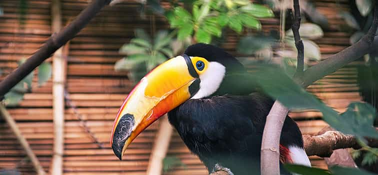 Photo 1 Birdwatching Tour in the Cloud Forest Curi-Cancha