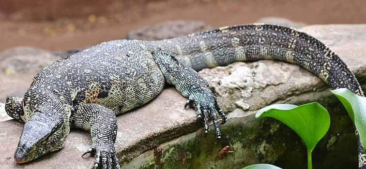 Photo 1 Meserani Snake Park Walking Tour from Arusha