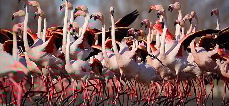 Photo 1 Birdwatching Bike Tour in the Lagoon of Venice