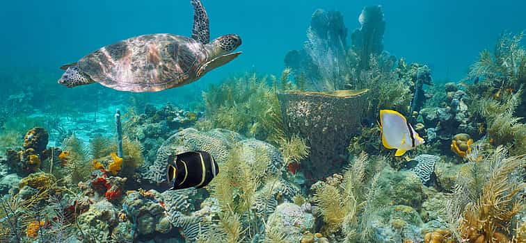 Photo 1 Snorkeling on Bandar Khayran Island Private Tour